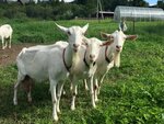 Lph Kapanovo (Pskov Region, Sebezhsky District, munitsipalnoye obrazovaniye Sebezhskoye, derevnya Kapanovo), intensive animal farming