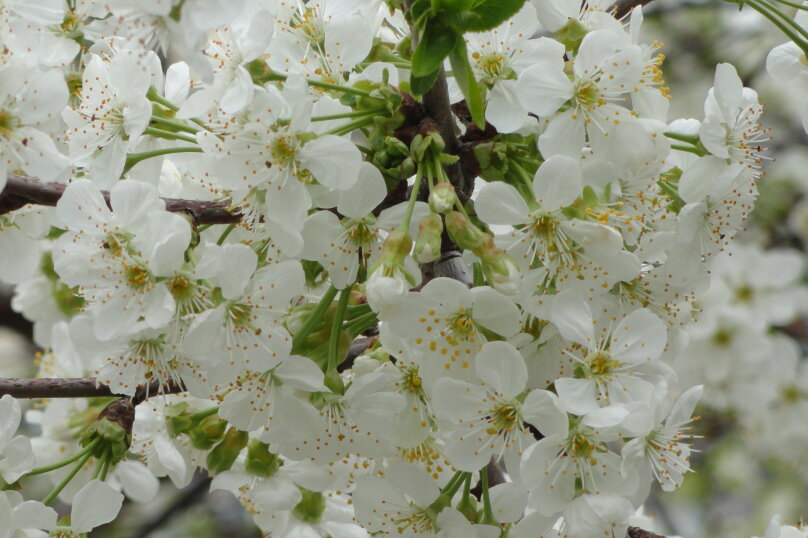 Фото Афродита