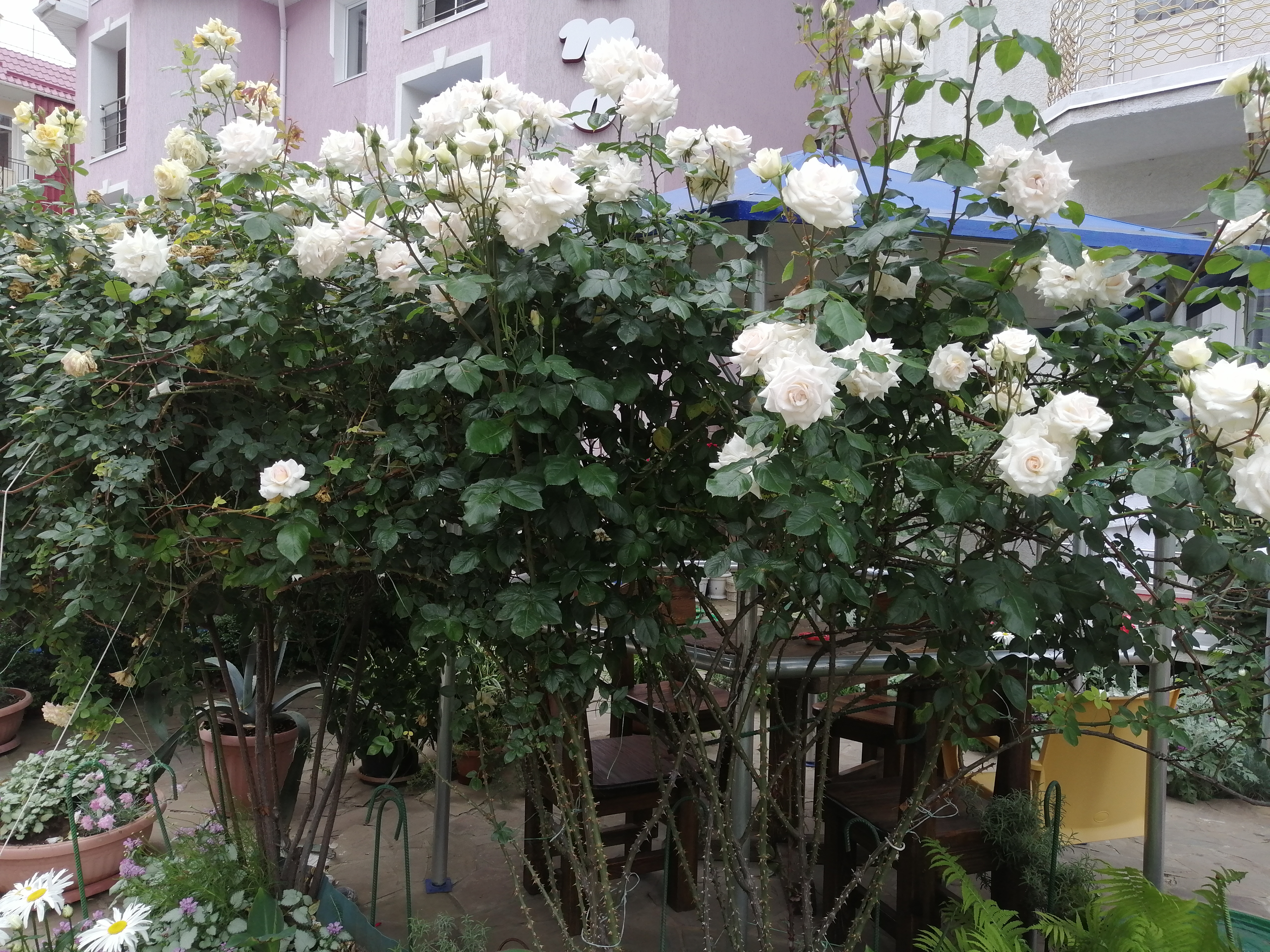 Фото Согдиана