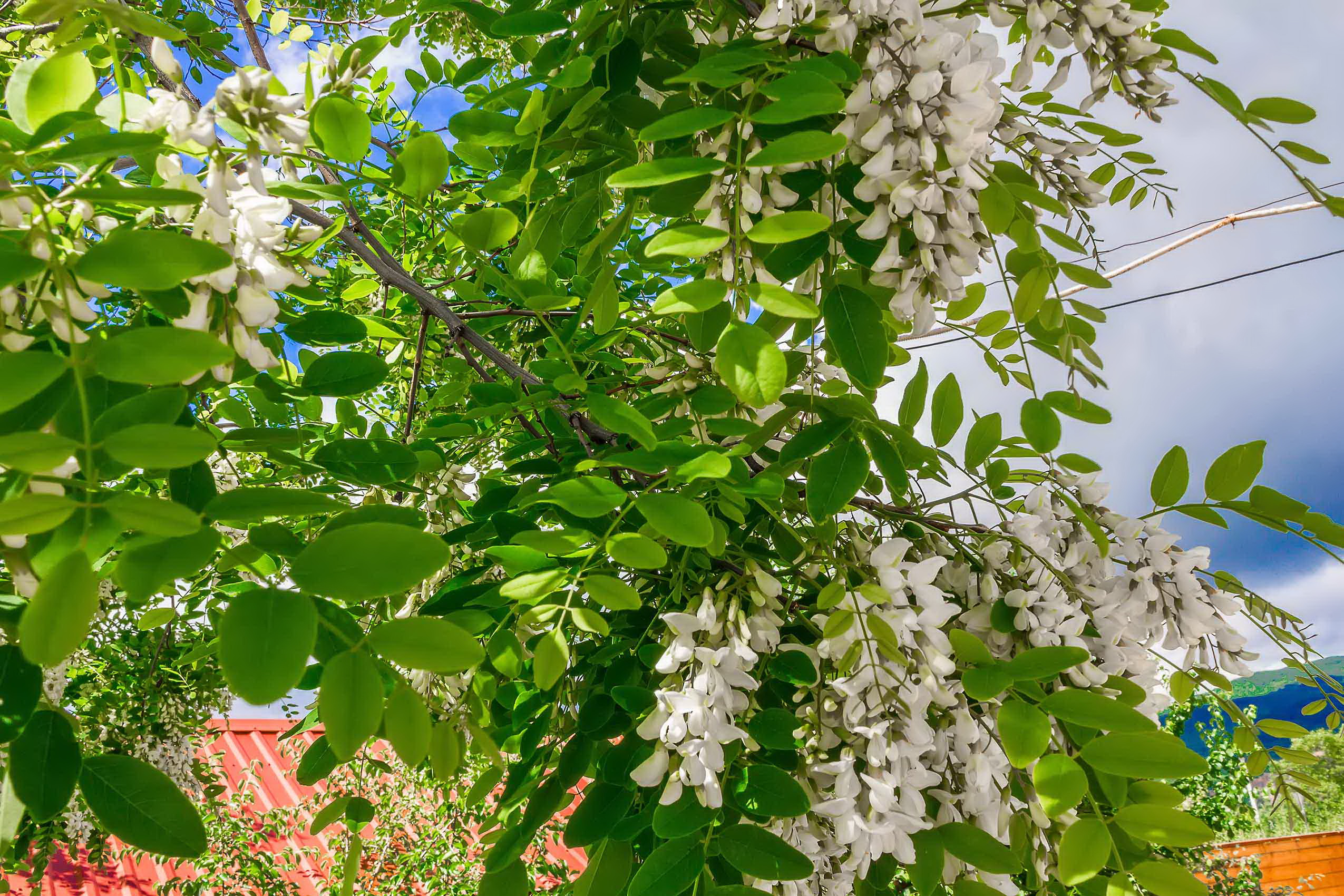 Фото Горная Антавия