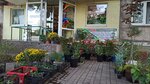 ZooСАД (Leninhradska vulytsia, 60), tienda para jardineros