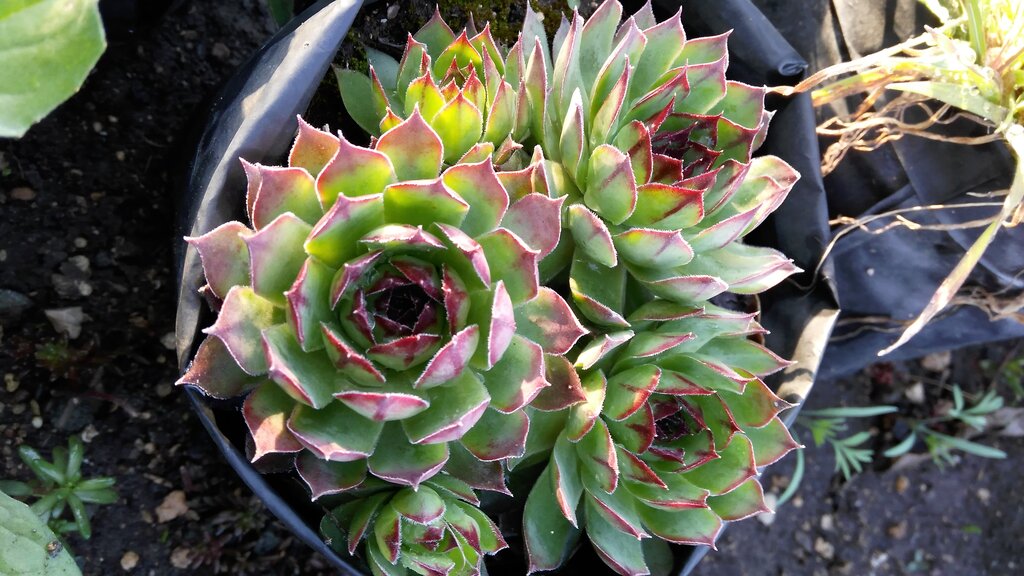 Centro de jardinería Spk Pitomnik dekorativnih rasteniy Renessans, , foto
