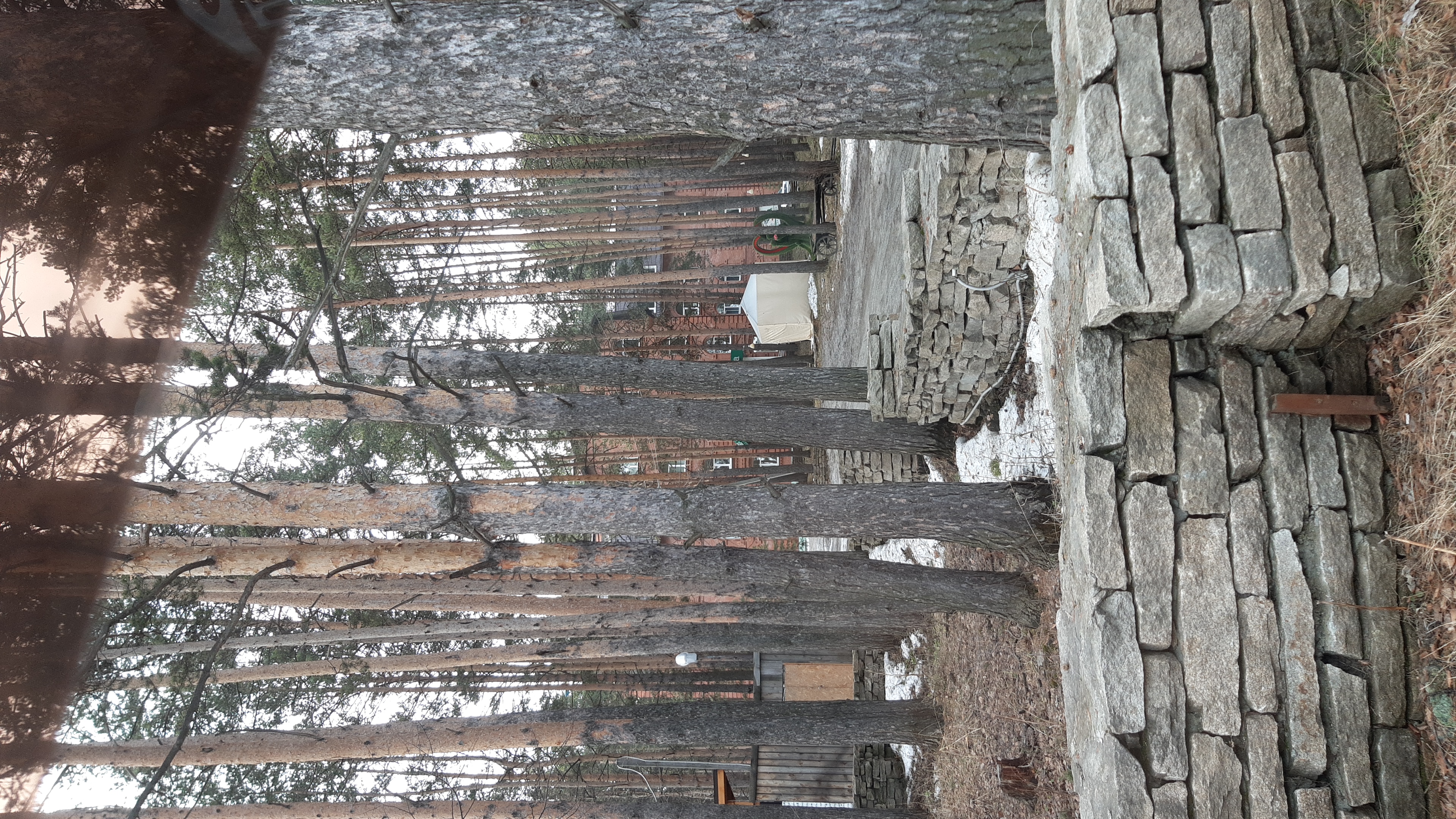 Фото Лесная поляна