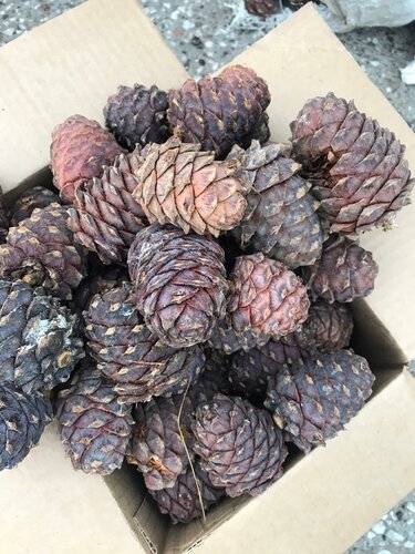 Порно видео жүктеп салды