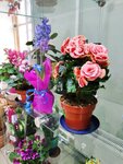 Magazin Tsvety (Mira Street, 16) ، محل زهور