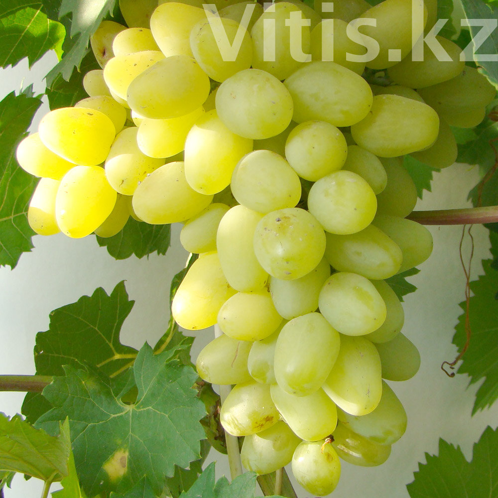 Саженцы Виноград "Супер-экстра" купить в Москве из питомника по цене от 500 рубл