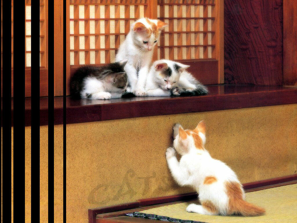 Clínica veterinaria Veterinarnaya Stantsiya Rayonnaya Gu, , foto