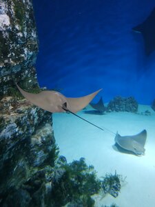 Center of Oceanography and marine biology Moskvarium (Mira Avenue, 119с23), oceanarium