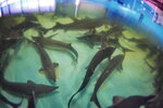 Осетр Черноземья (Montazhny Passage, 16), fisheries, fish farming