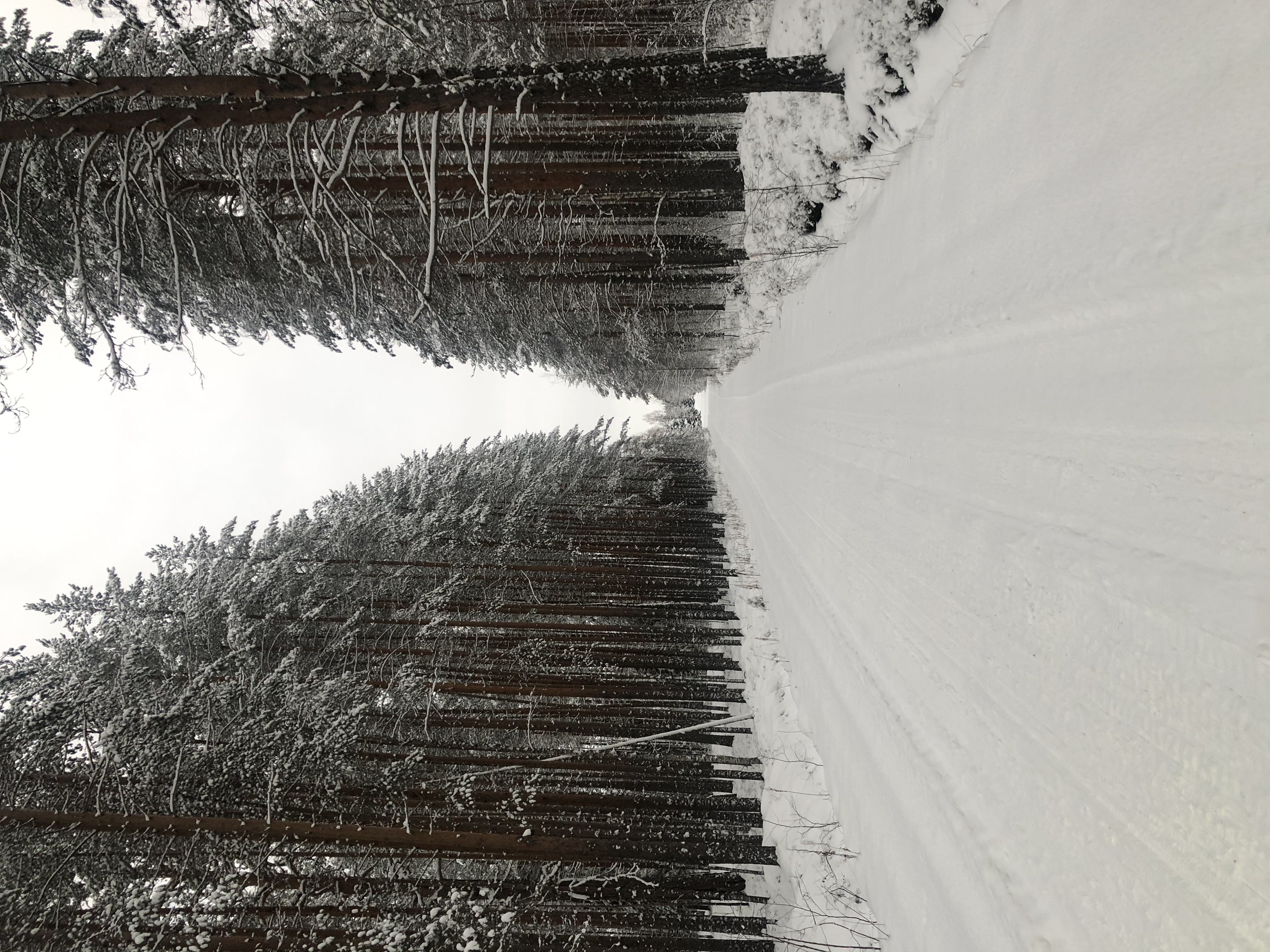 Фото Сандал