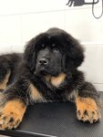 First Groom (Krasnokokshaiskaya Street, 92), pet salon