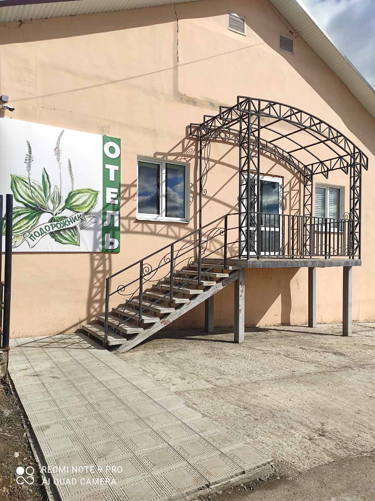 Фото Подорожник