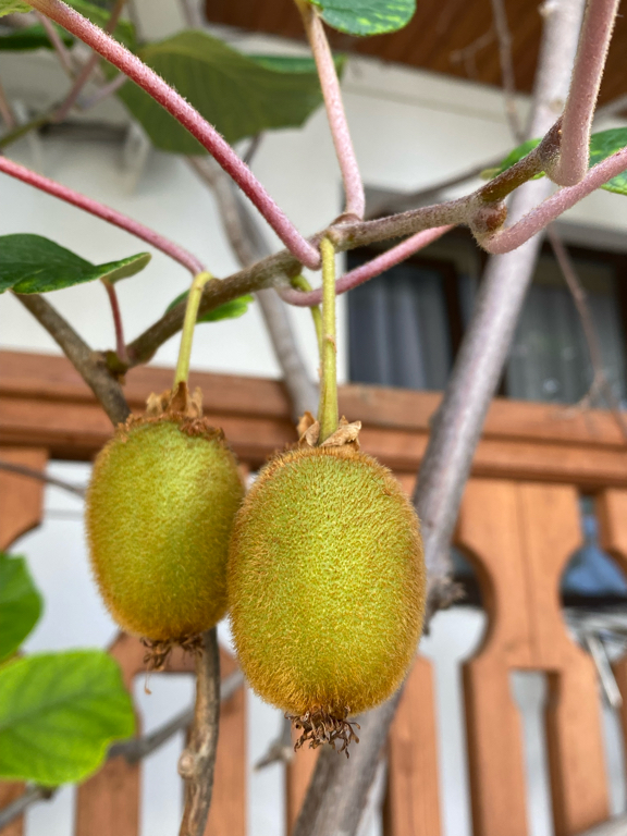 Фото Абаата