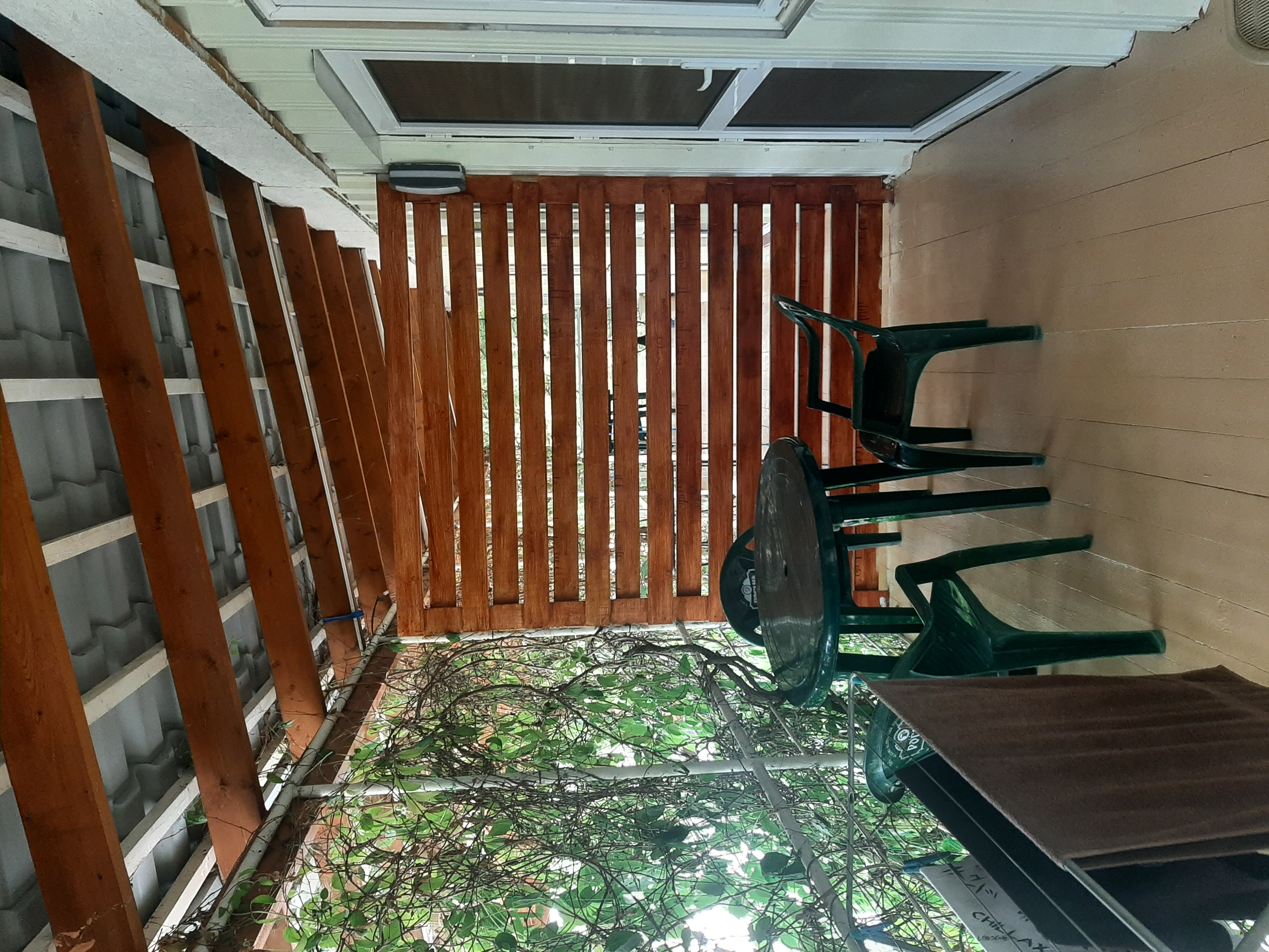 Фото Кактус