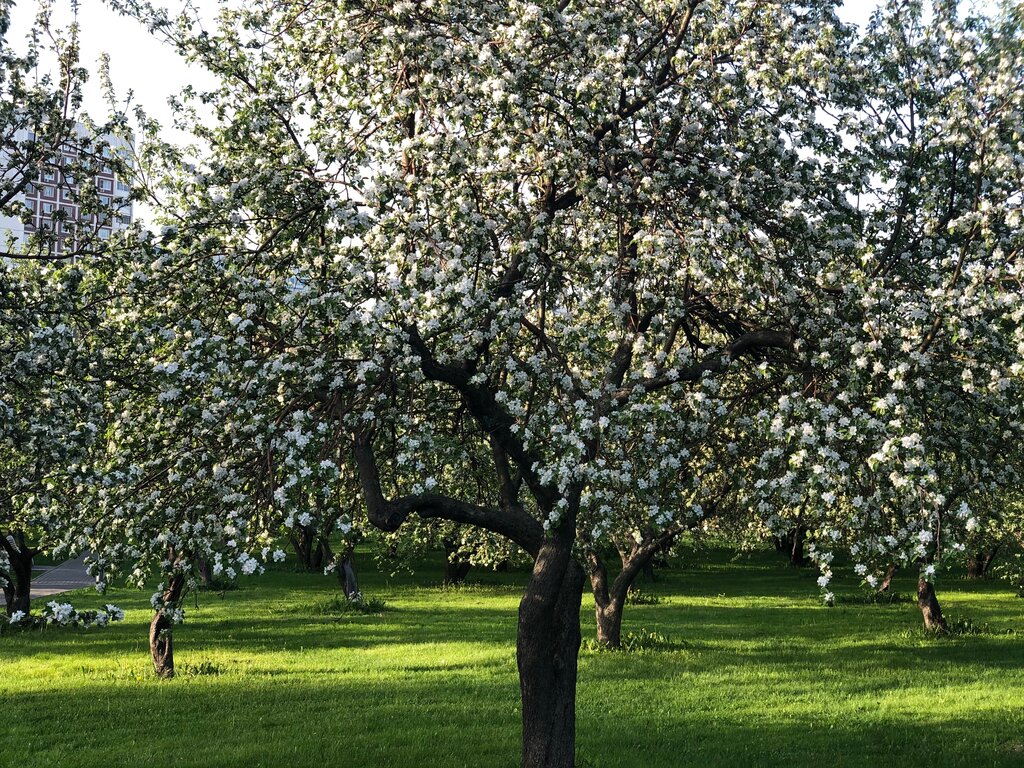 Garden Яблоневый сад, Moscow, photo