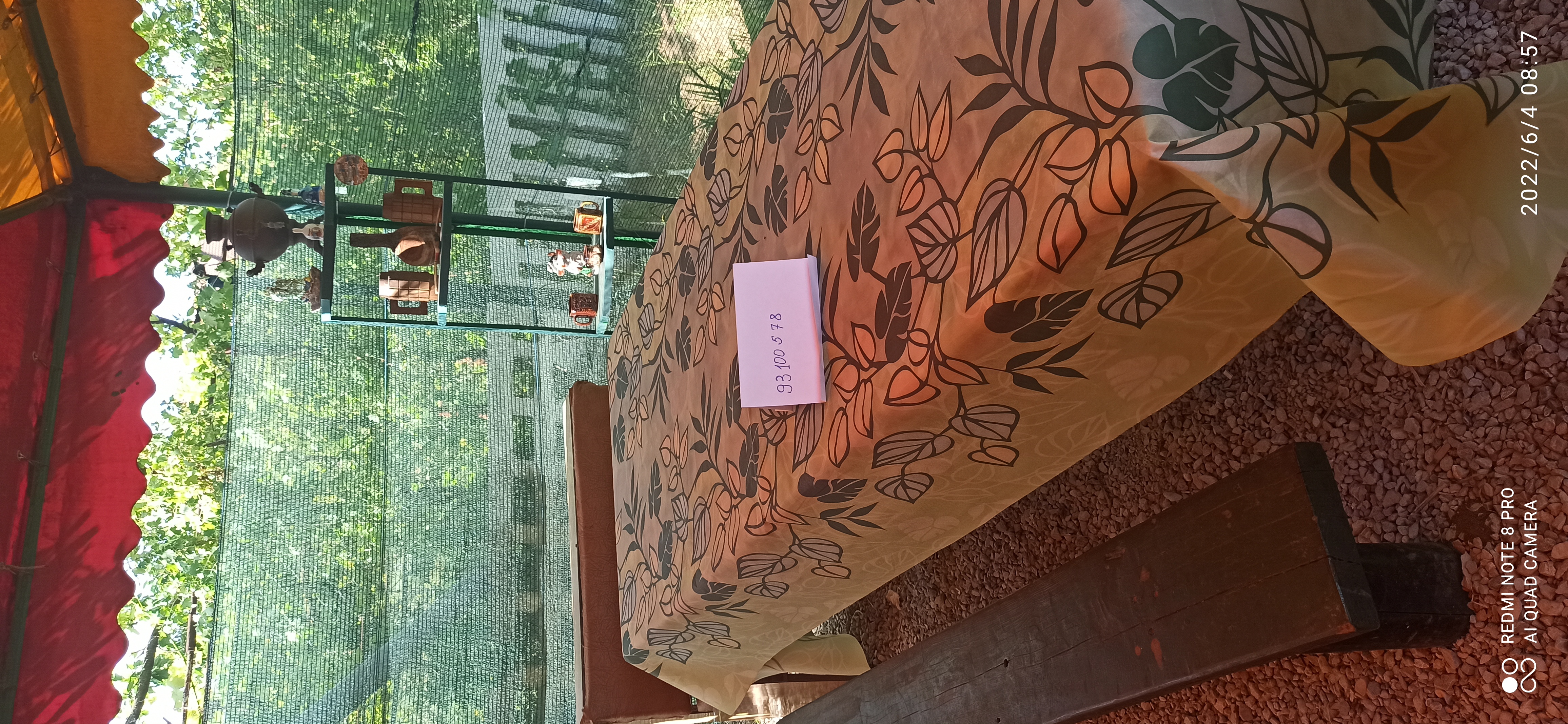 Фото Цветок папоротника