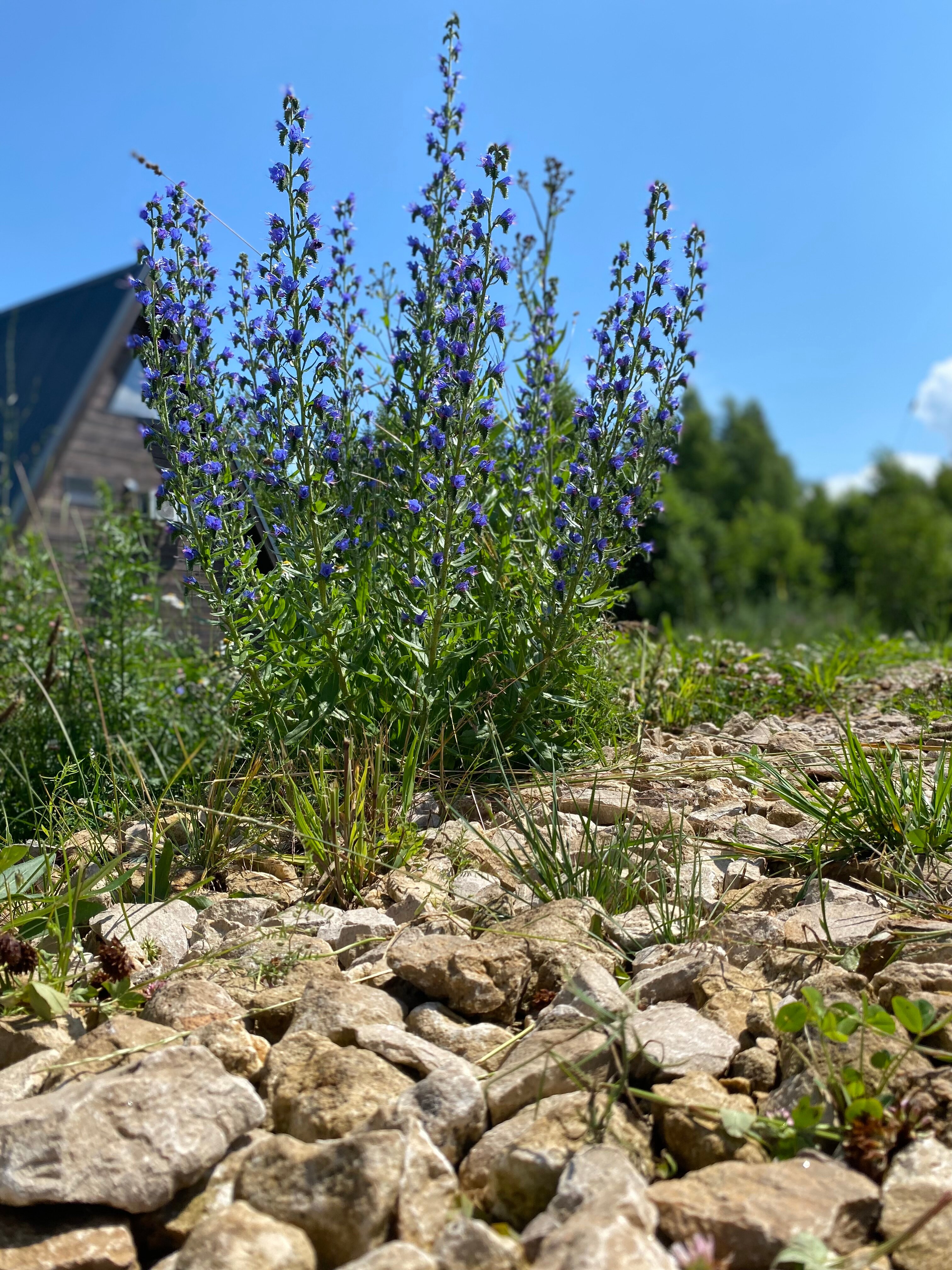 Фото Лес и небо