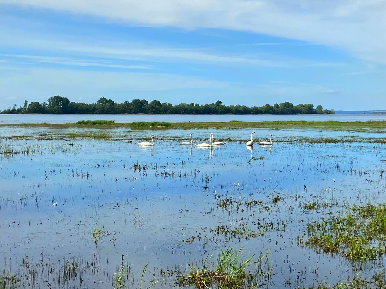 Фото Лебедино Эко