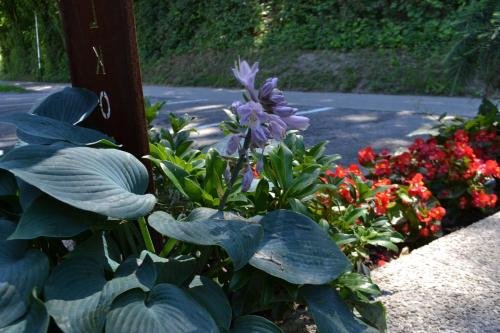 Фото Gästehaus Pfisterer