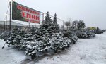 Live christmas trees - Elki1 (Krasny Posyolok Street, 2А), christmas trees and christmas decorations