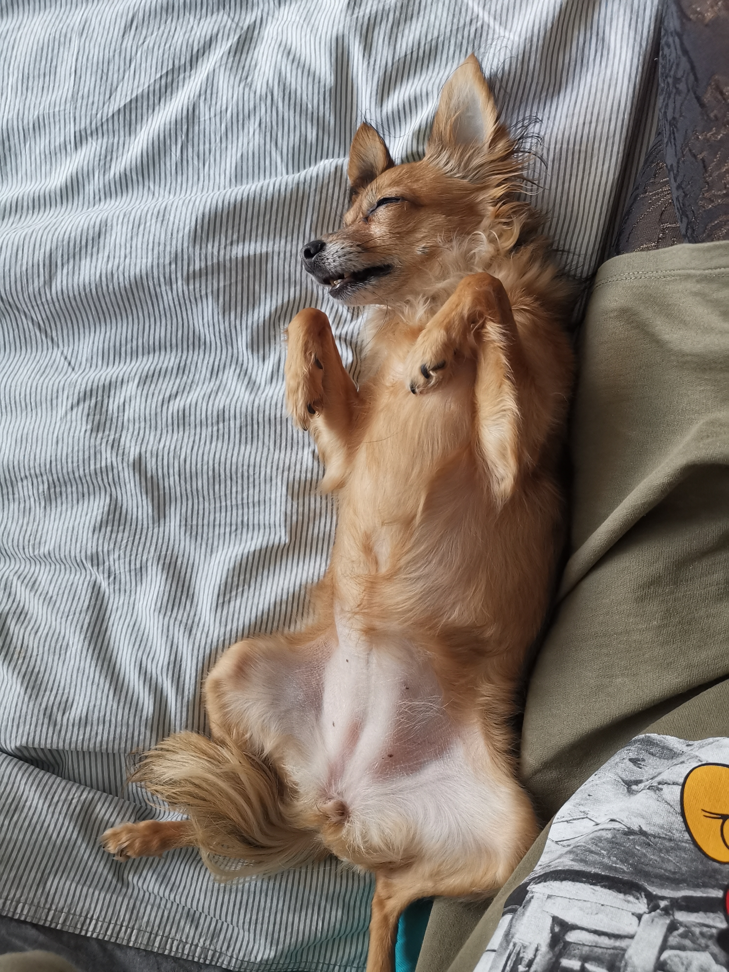 Фото Золотой огонек