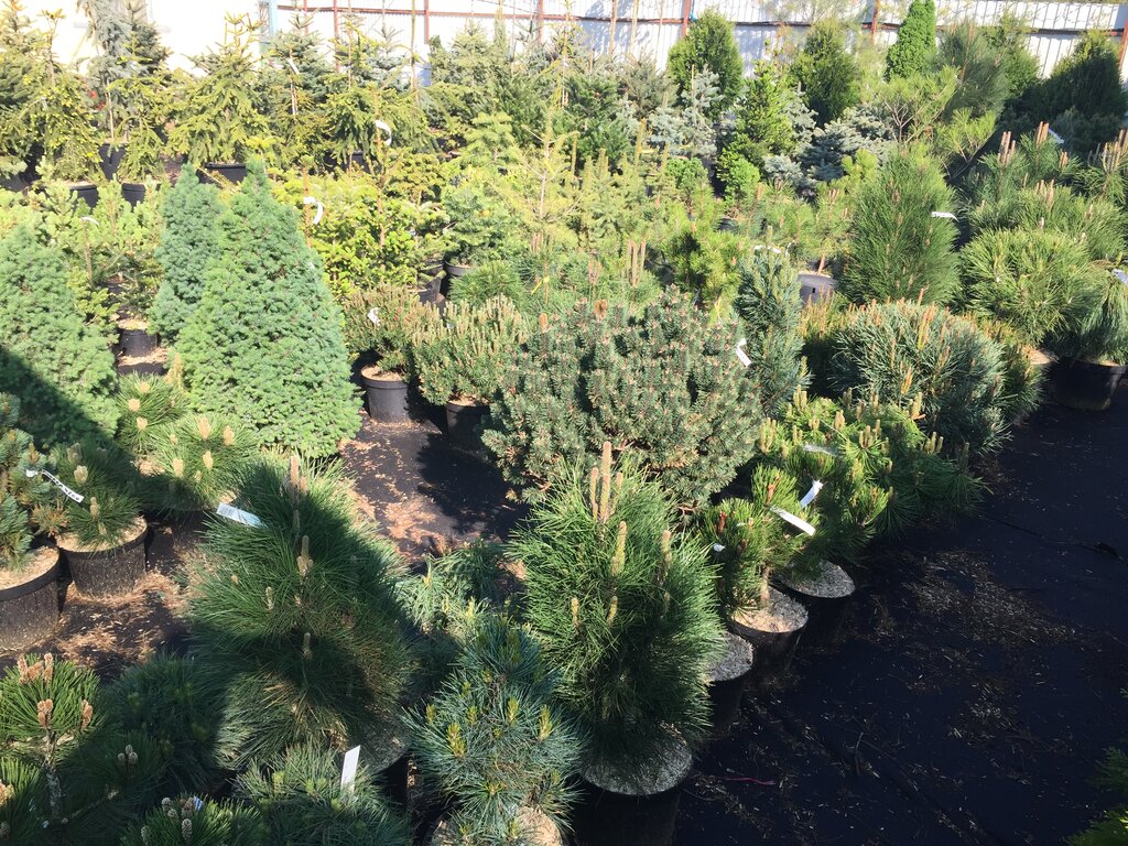 Garden center Botanik 57, Orel, photo