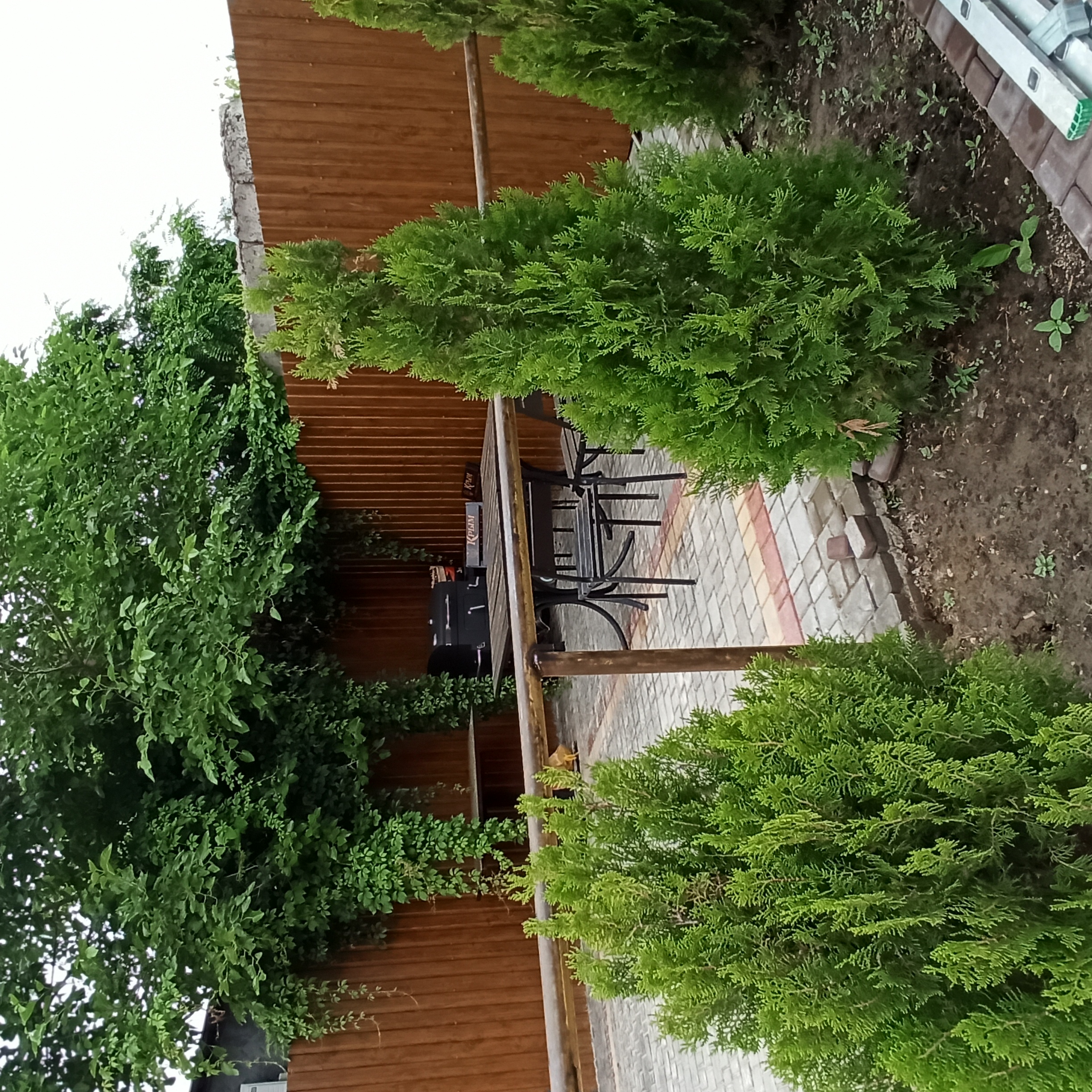 Фото Три сосны