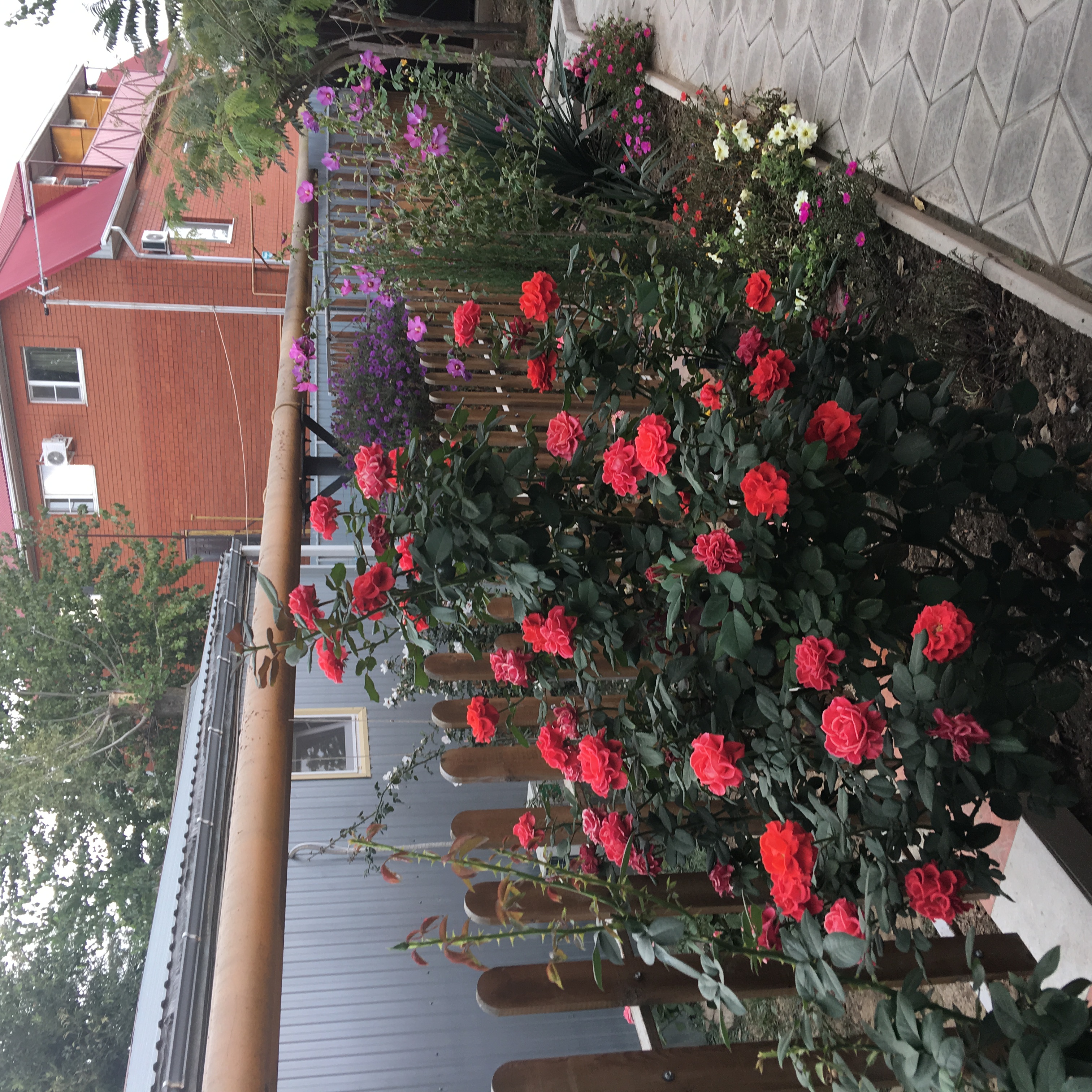 Фото Жемчужина