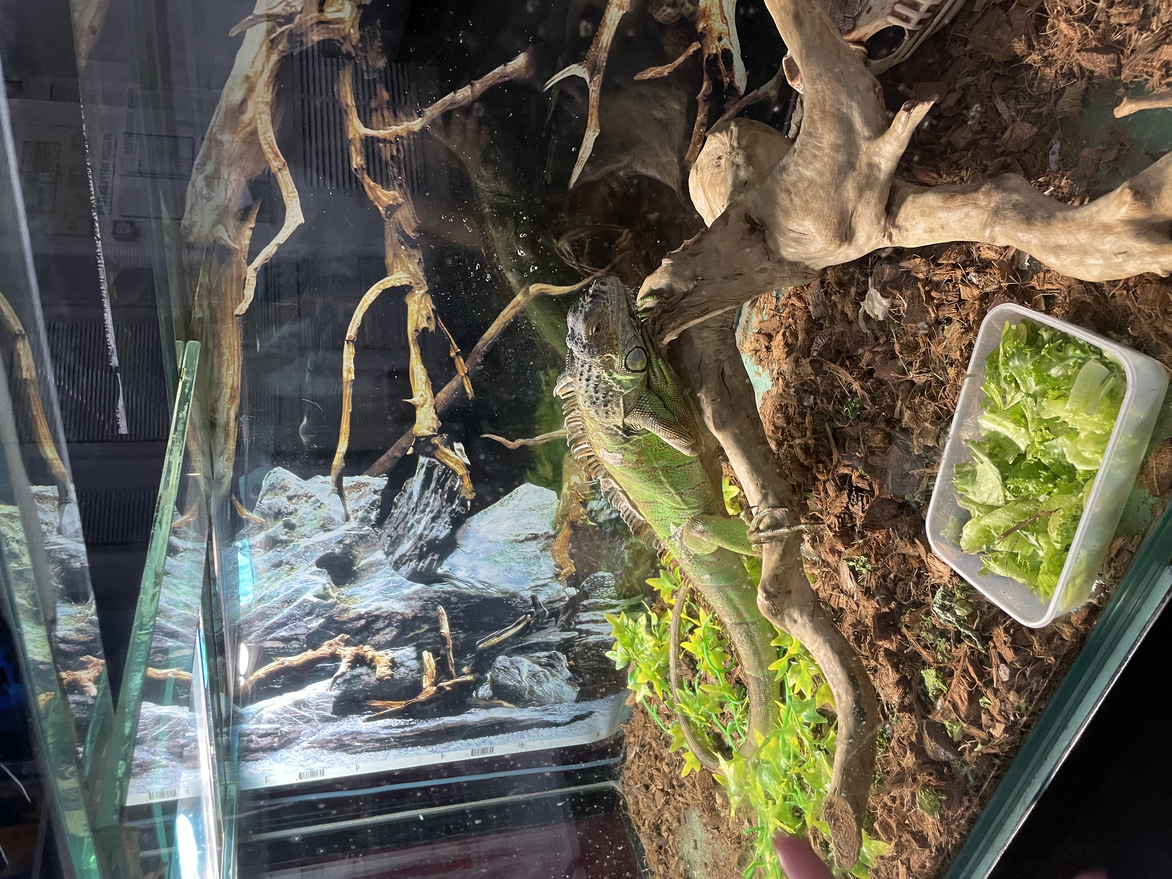 Фото Бригантина