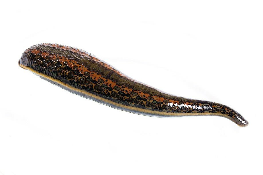 Медицинская пиявка рисунок