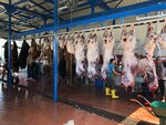Balikcioglu Livestock Farm (İstanbul, Eyüpsultan, Pirinççi Mah., Ağaçkakan Sok., 23) ، مزرعة ماشية