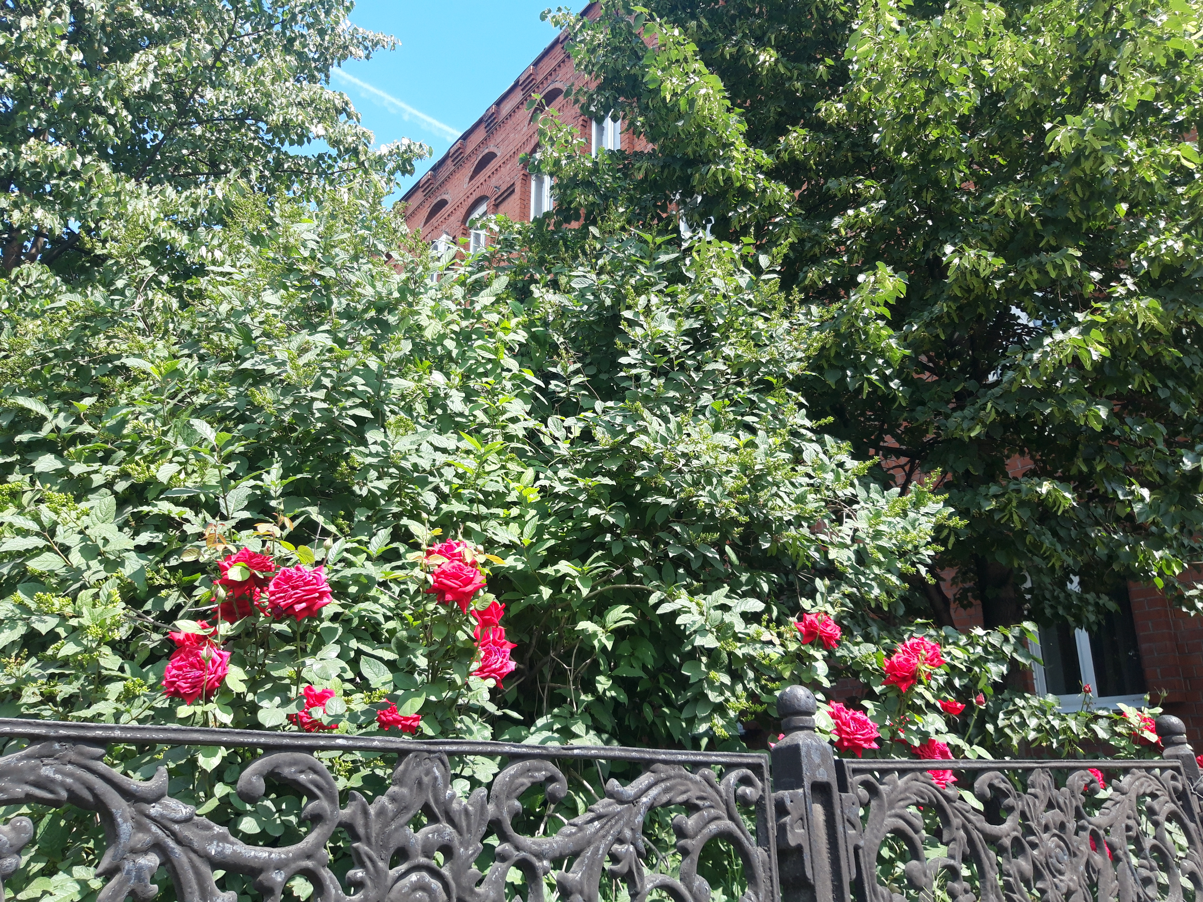 Фото Триумф