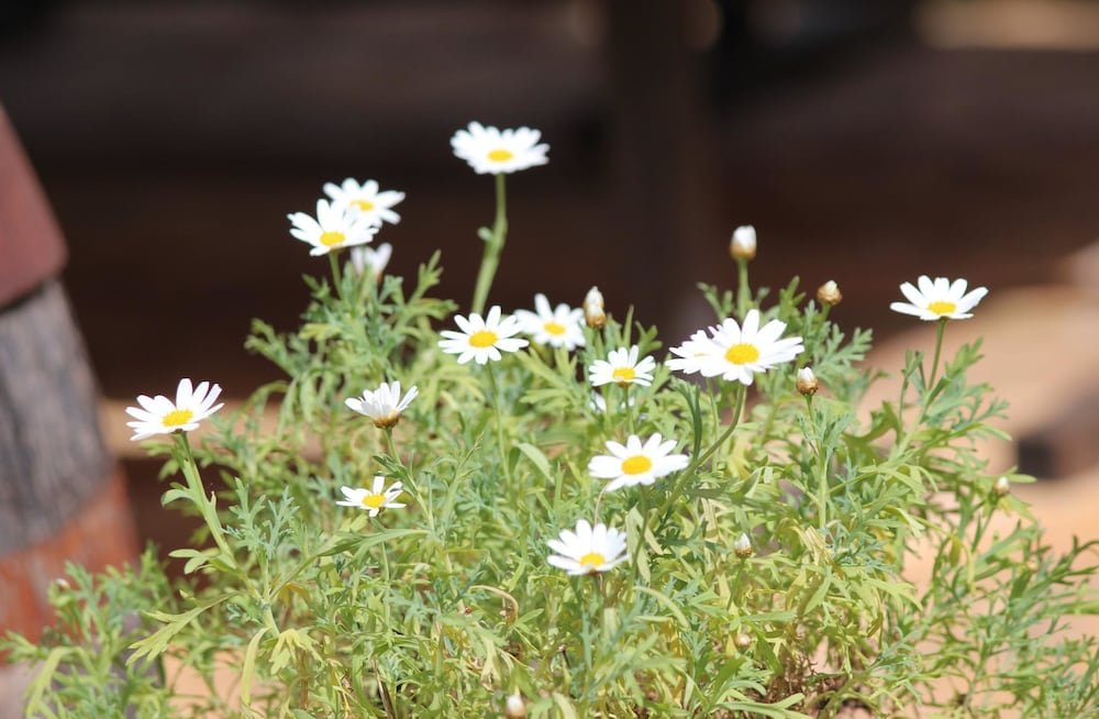 Фото Apartments Tanja