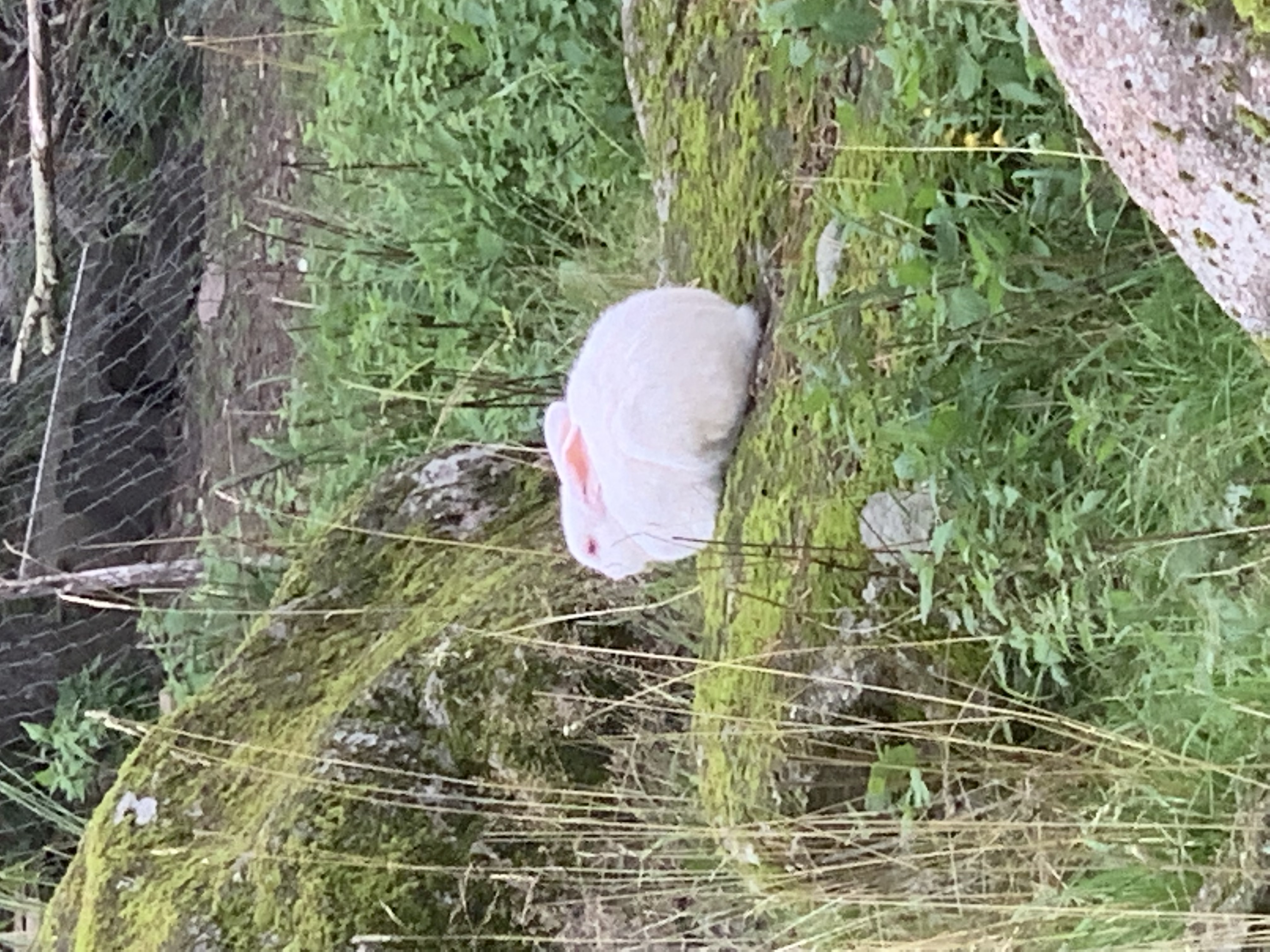 Фото Эко-хутор Ряйсяля