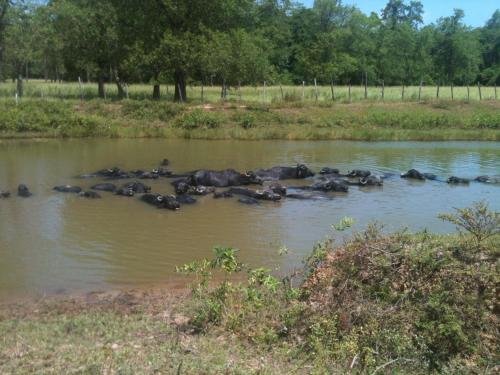 Фото Pousada Marajoara