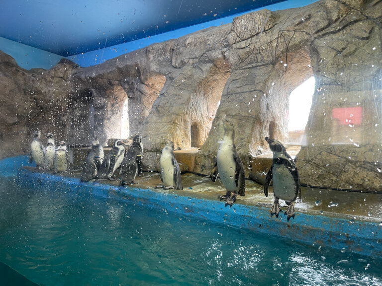 Zoo Aquarium & Marine Zoo, Sochi, photo