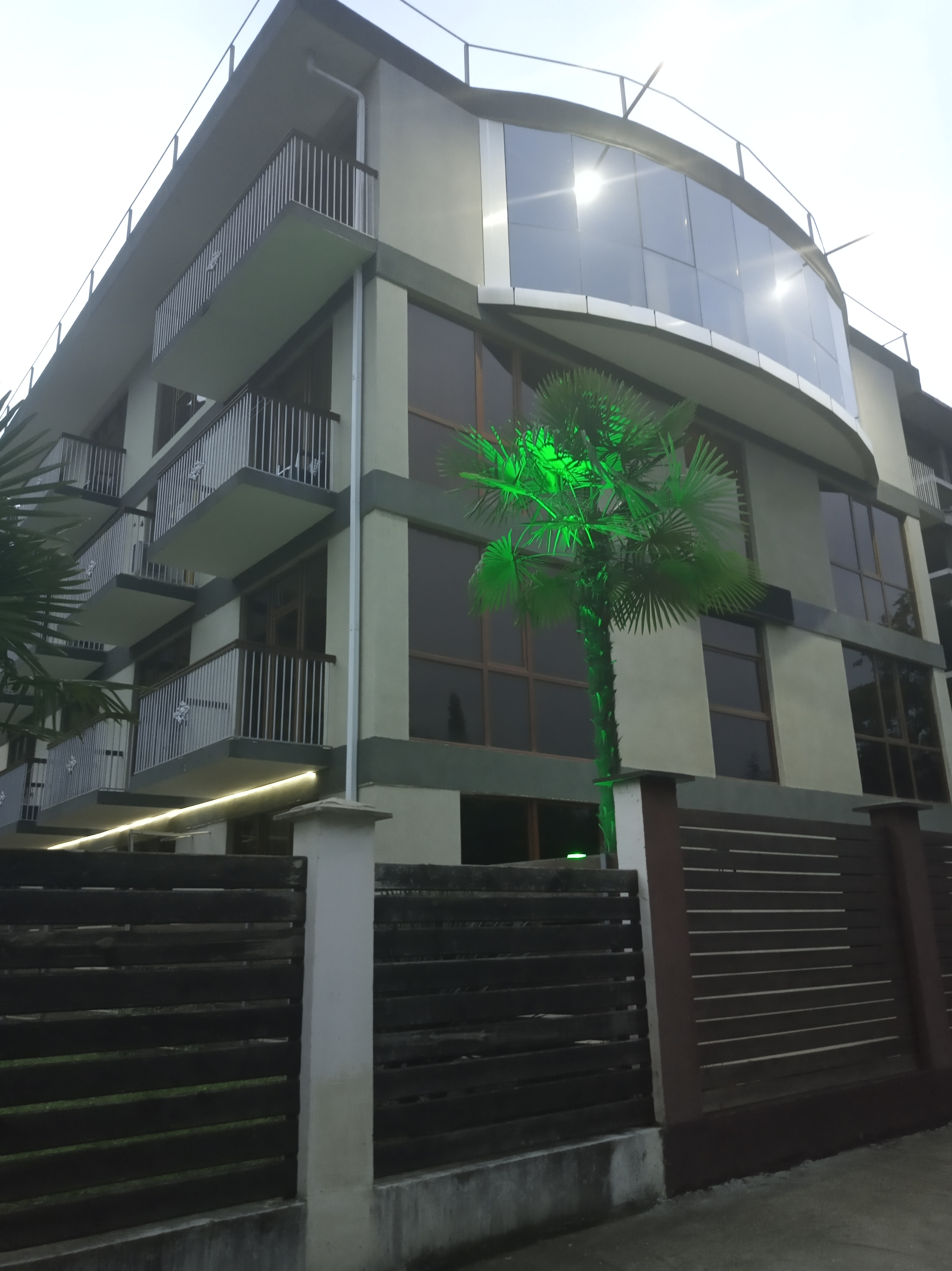 Фото Пальма