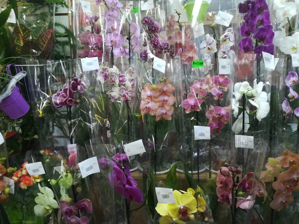Flower shop Magazin gorshechnykh tsvetov, Astrahan, photo