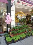 Ece Flower World (Tekirdağ, Corlu District, Reşadiye Mah., Şinasi Kurşun Cad., 66), flower shop