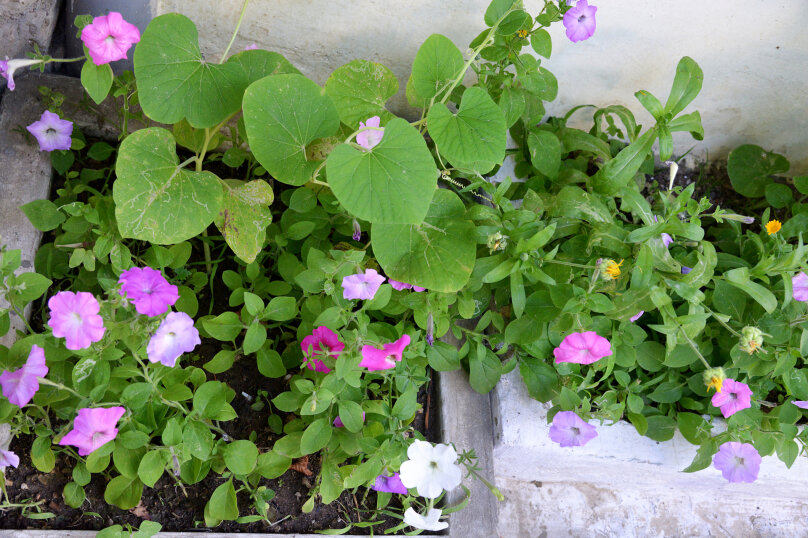 Фото Дольче Вита