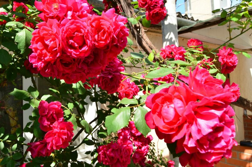 Фото Ласточка