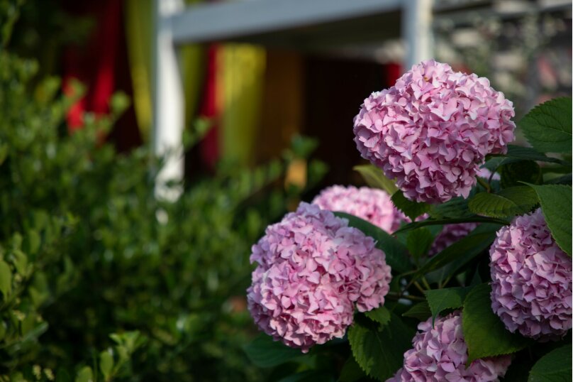 Фото Желтый Дом