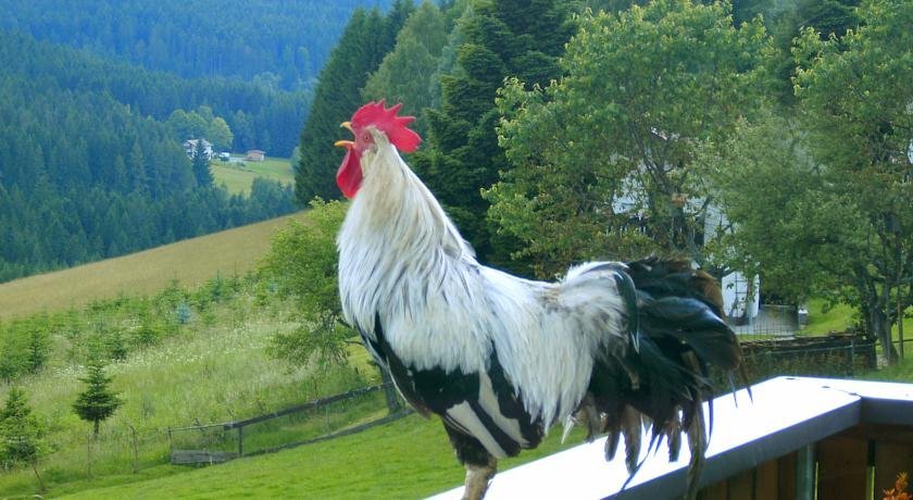 Фото Pension Reindlhöh