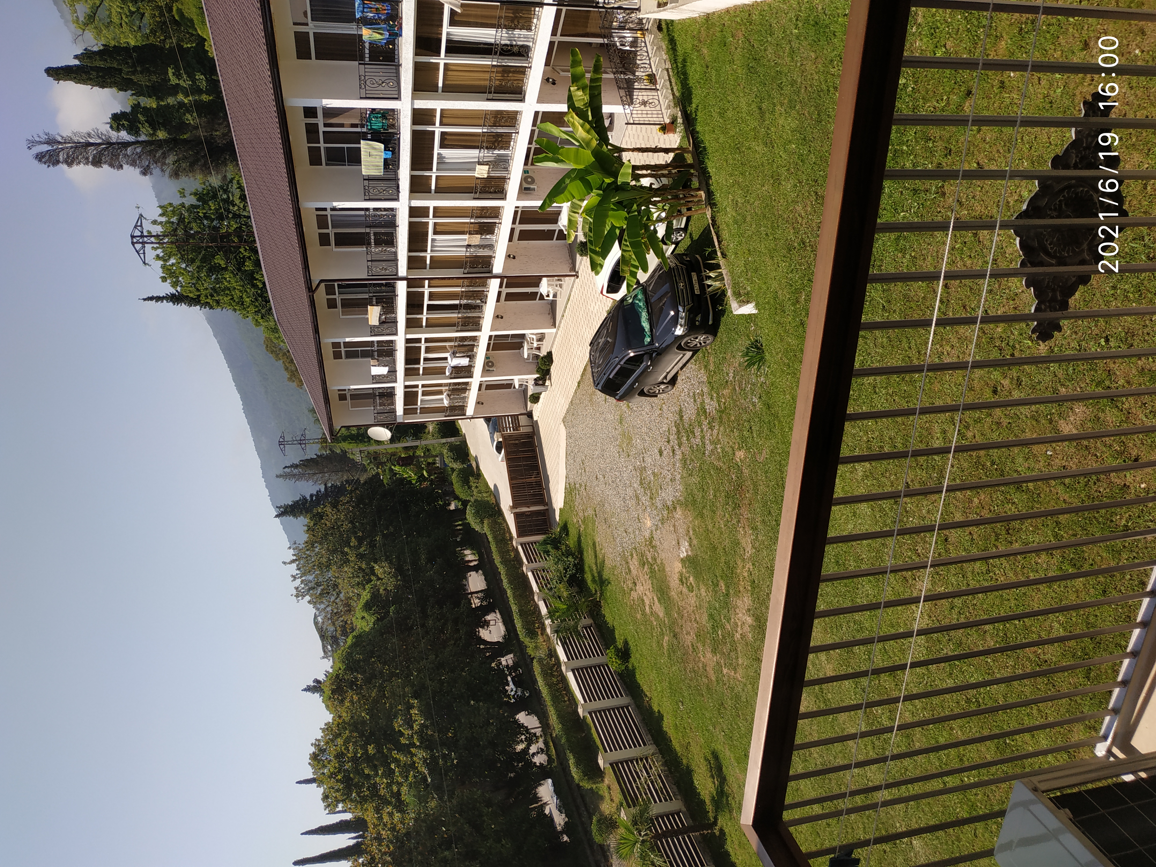 Фото Пальма