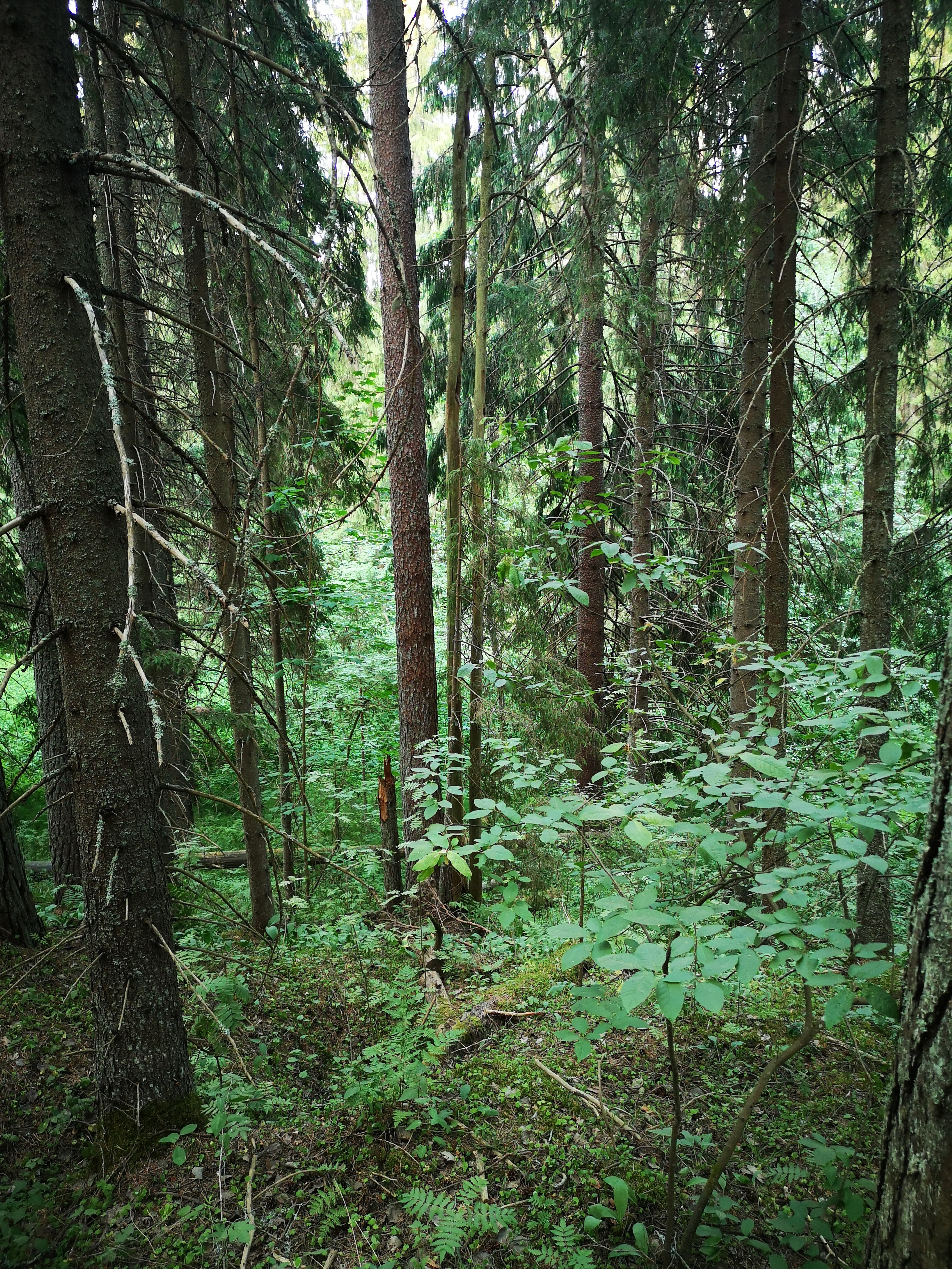 Фото Берендеево царство