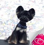 ZooStyle (Trubetskaya ulitsa, 102), pet salon