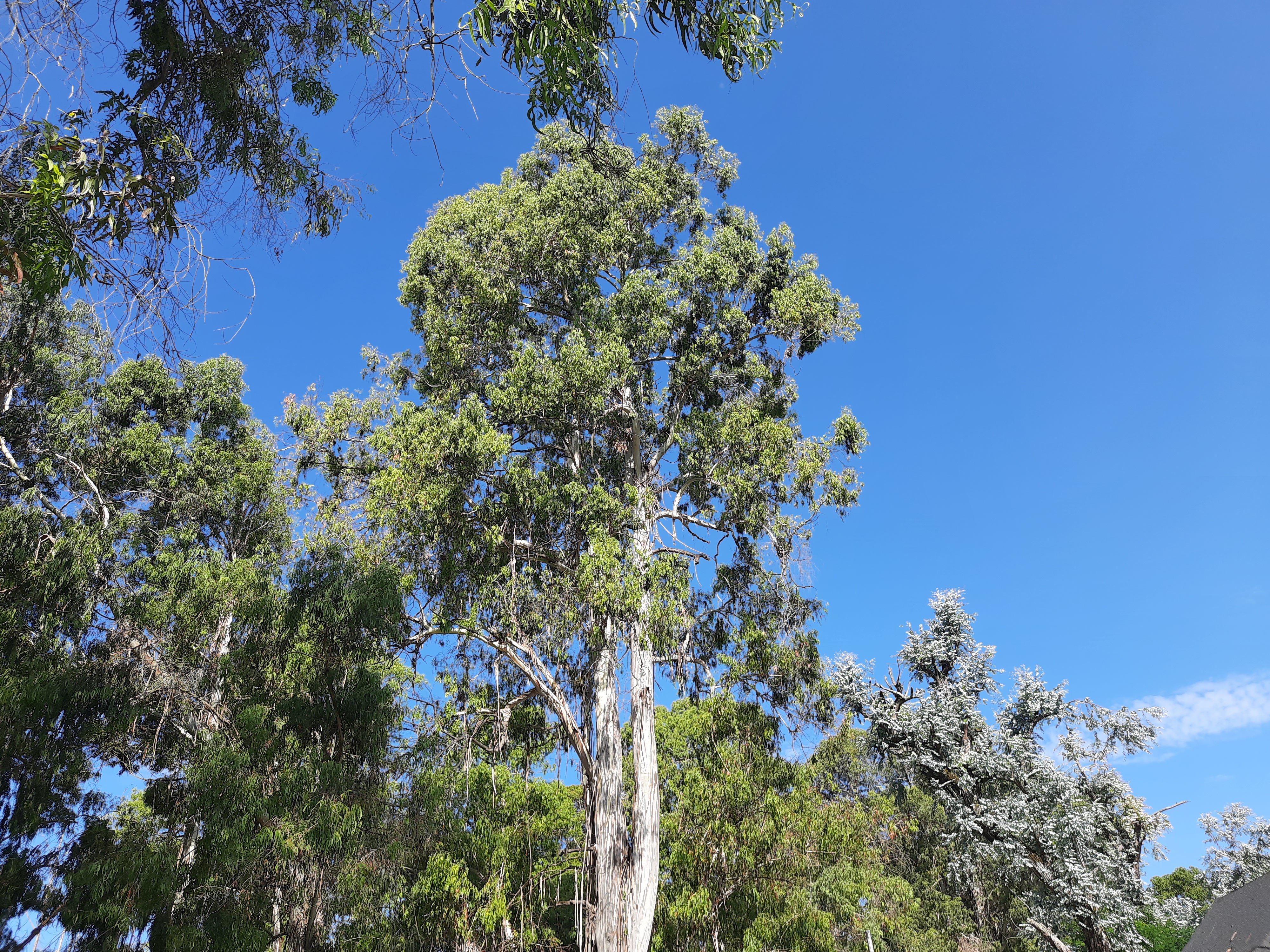 Фото Эвкалиптовая роща