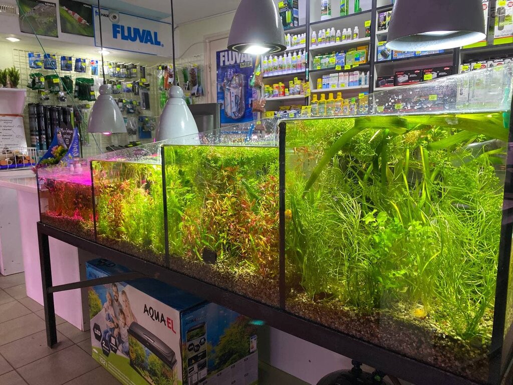 أحواض السمك Podvodny Mir, akvariumistika ، ، صورة