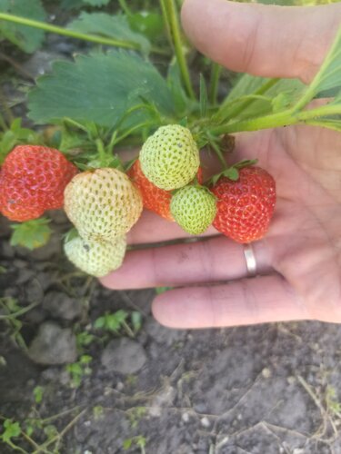 Sera ve bahçe ürünleri Саженцы, Orel, foto