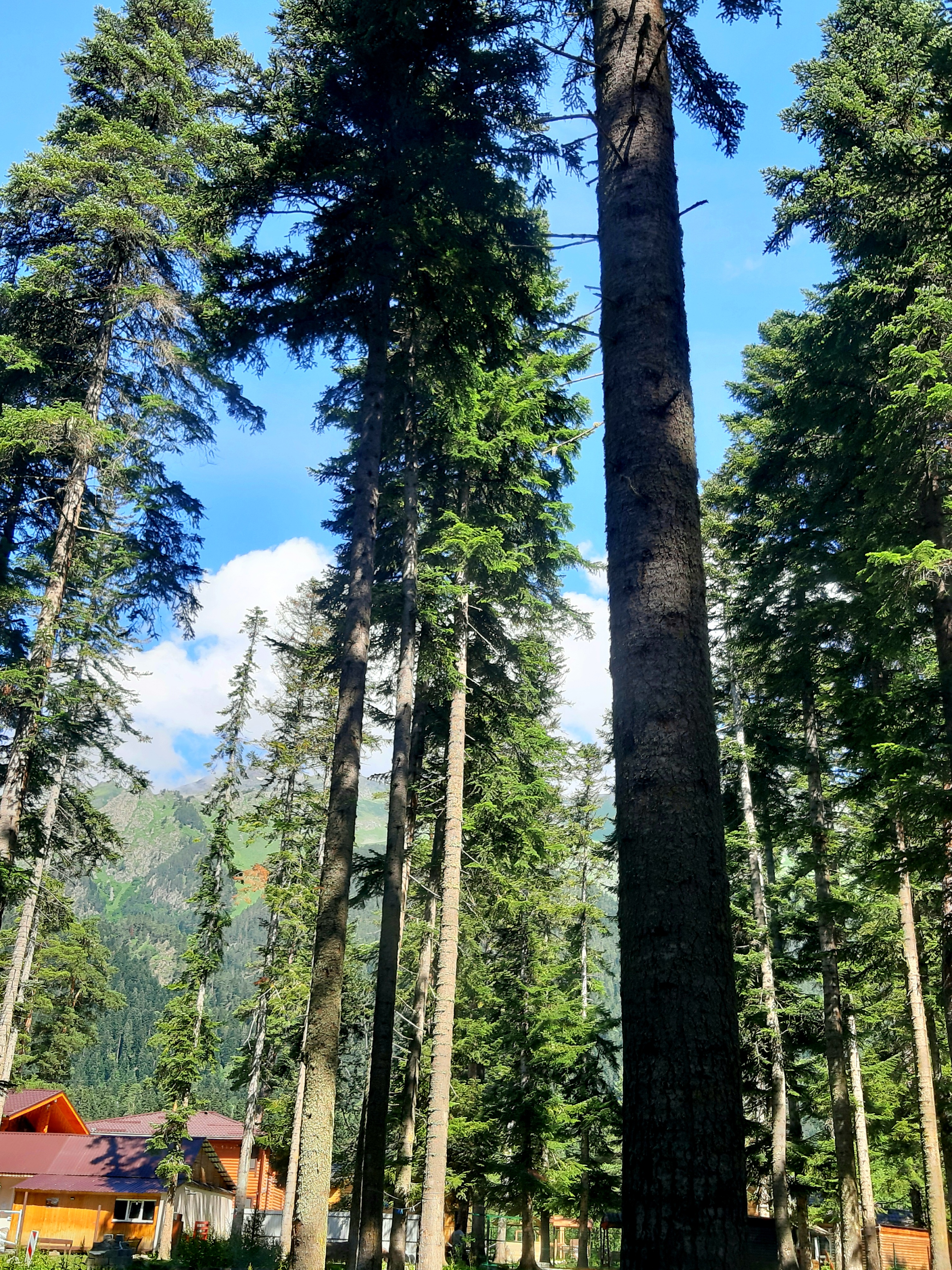 Фото Ёлки House